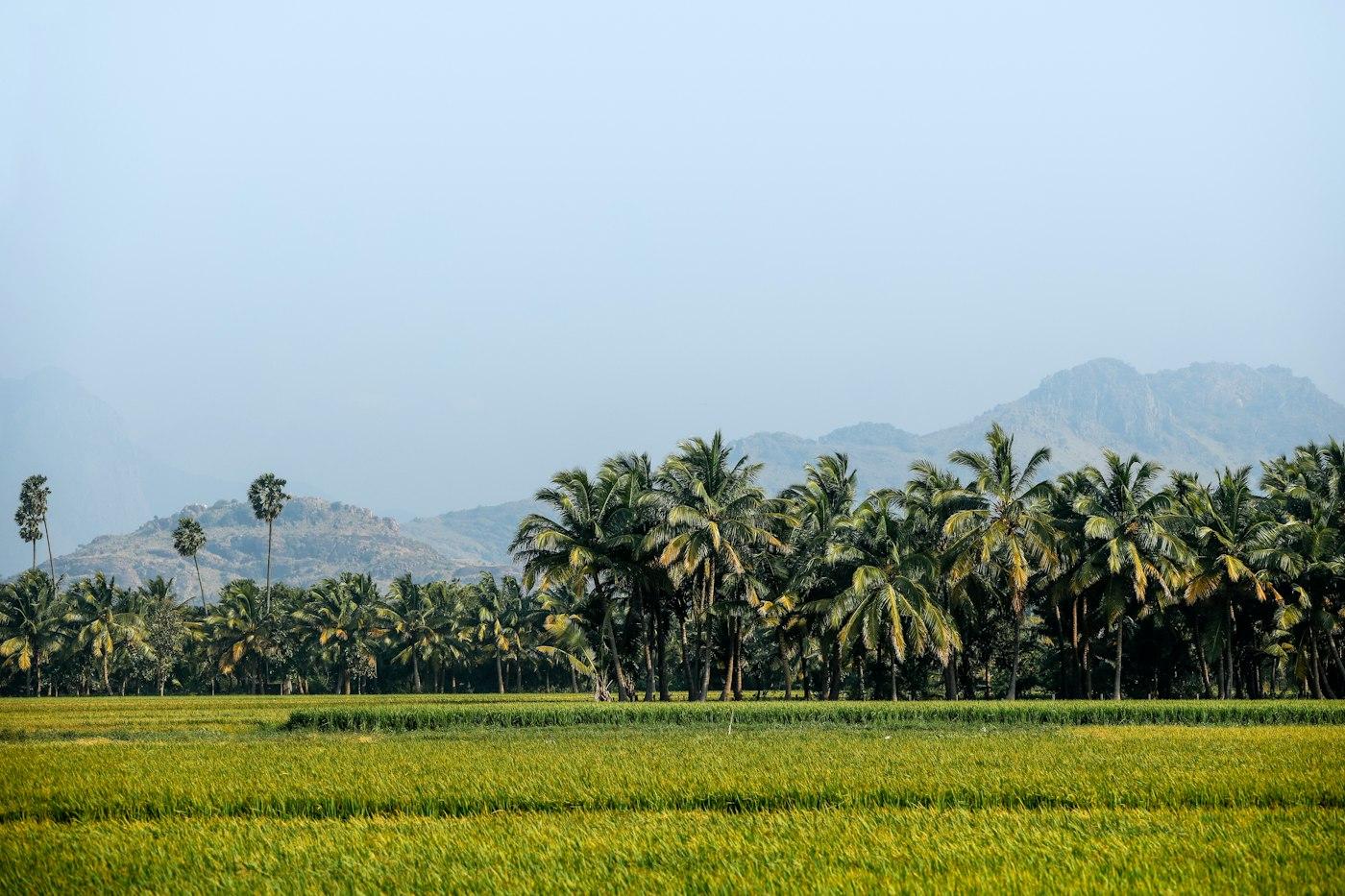 Green fields and palm trees under a clear sky