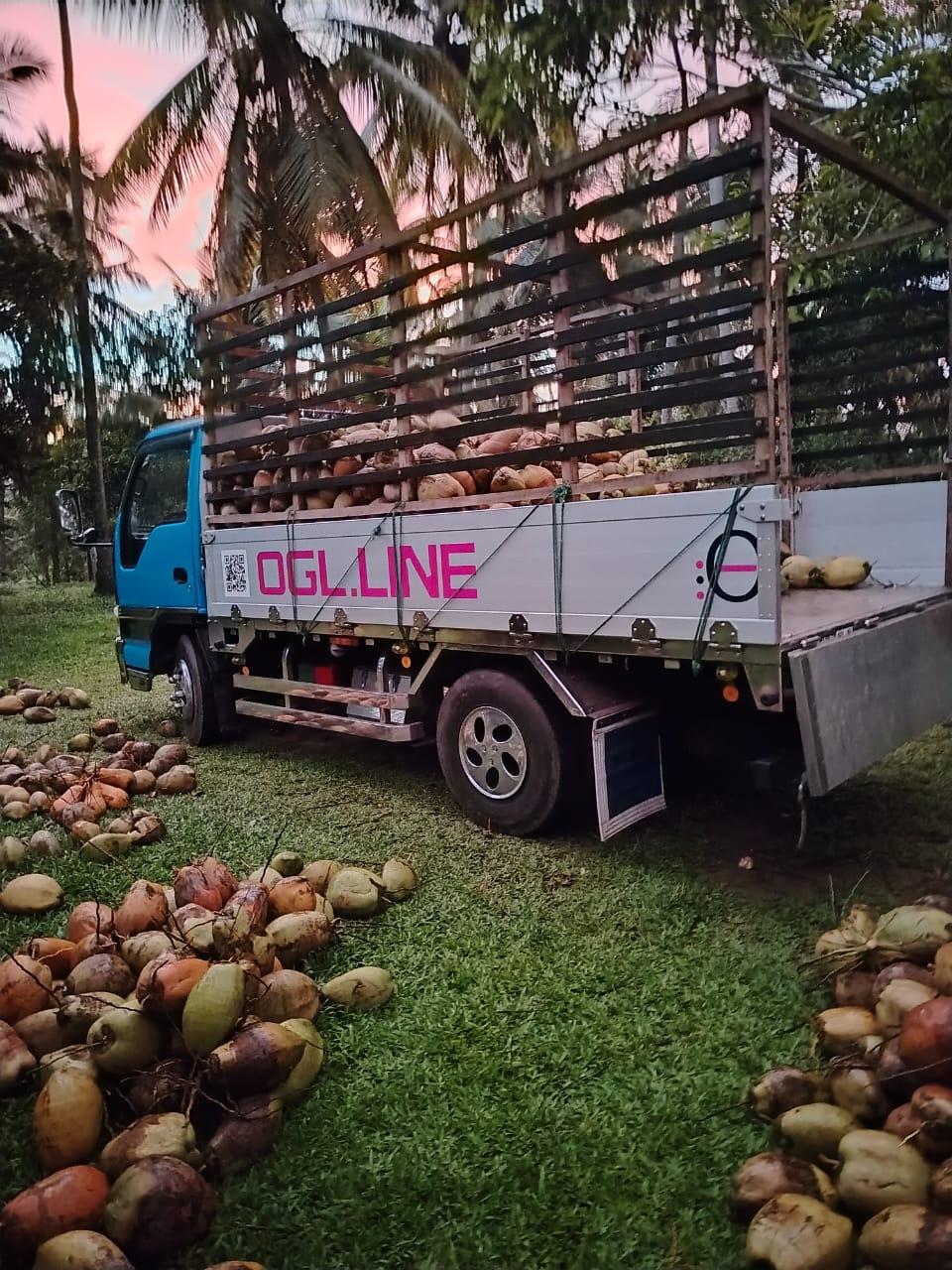 A truck loaded with freshly gathered coconuts, with more coconuts piled on the grass under the palms at dusk