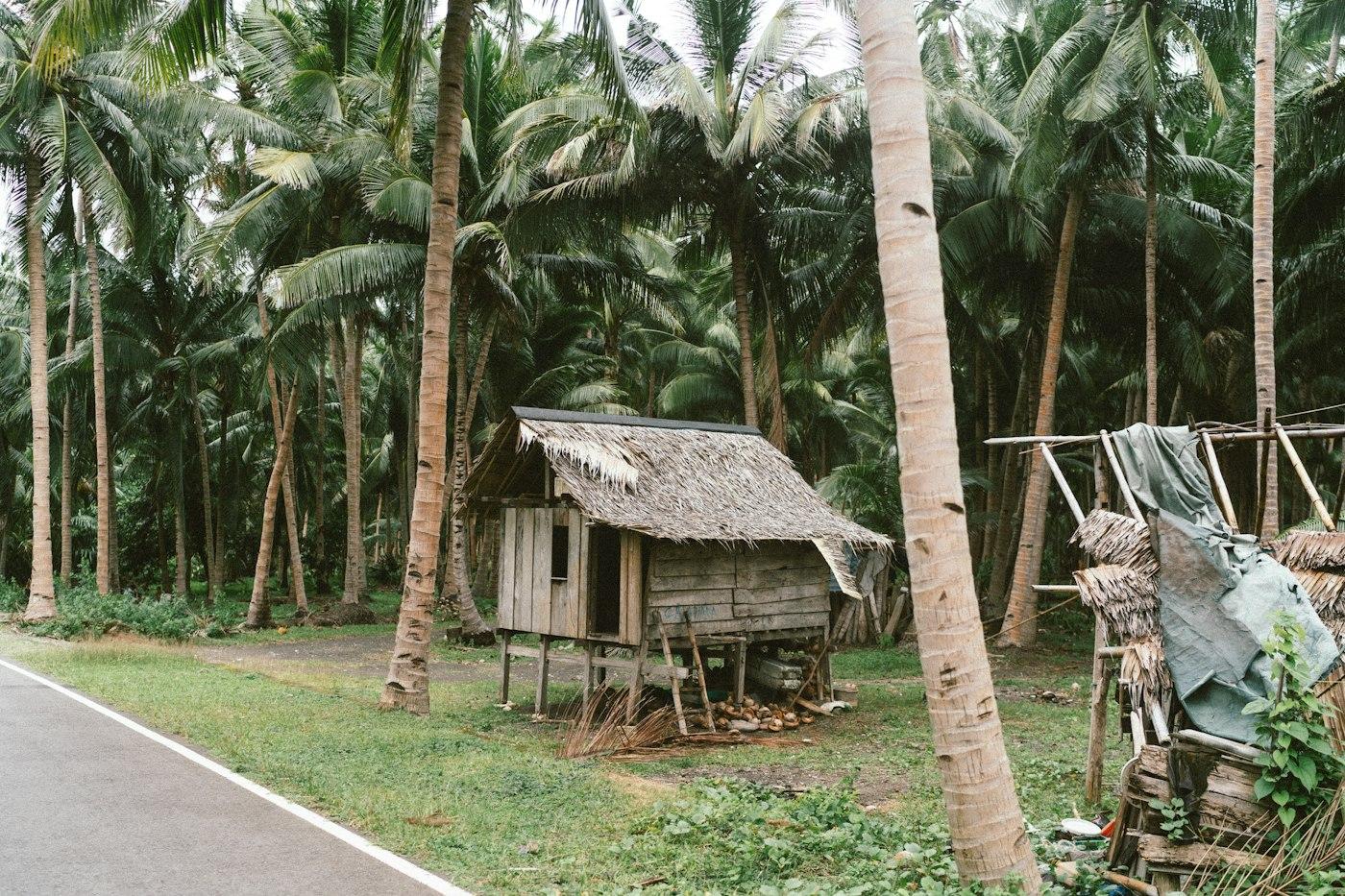 A small wooden hut surrounded by palm trees